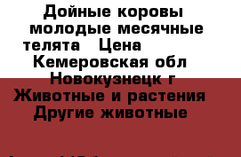 Дойные коровы, молодые месячные телята › Цена ­ 50 000 - Кемеровская обл., Новокузнецк г. Животные и растения » Другие животные   